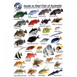 fish-id-card-australia-coral-sea--barrier-reef-0