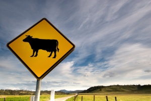 country fields and cow sign
